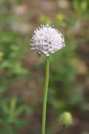 Image result for Succisella inflexa