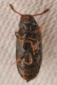 Attēlu rezultāti vaicājumam “Tetratomidae”