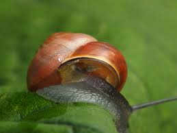 Attēlu rezultāti vaicājumam “Cepaea nemoralis”