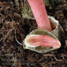 Attēlu rezultāti vaicājumam “Mutinus ravenelii”