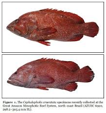 Image result for Cephalopholis cruentata