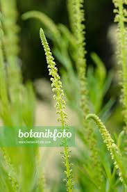 Image result for Reseda luteola