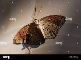 Attēlu rezultāti vaicājumam “Argynnis laodice female”
