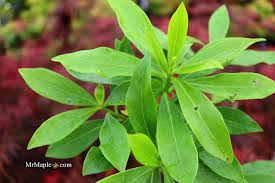 Attēlu rezultāti vaicājumam “Daphne mezereum leaf”