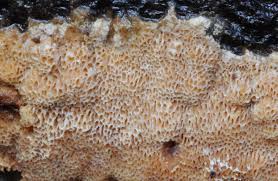 Attēlu rezultāti vaicājumam “Elmerina caryae”