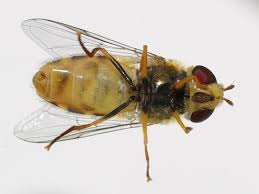 Attēlu rezultāti vaicājumam “Syrphus sp. imago”
