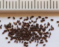 Attēlu rezultāti vaicājumam “Hypericum perforatum fruit”