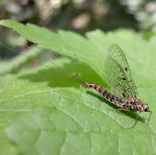 Attēlu rezultāti vaicājumam “Siphlonurus male”
