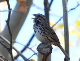 Image result for Melospiza melodia