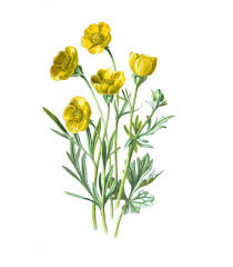 Attēlu rezultāti vaicājumam “Ranunculus bulbosus flower”