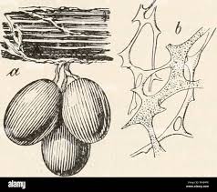 Attēlu rezultāti vaicājumam “Diderma simplex spores”