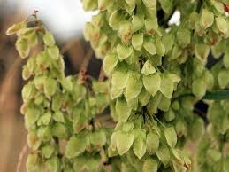 Attēlu rezultāti vaicājumam “Rumex aquaticus fruit”