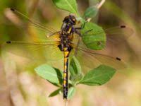 Attēlu rezultāti vaicājumam “Leucorrhinia pectoralis female”