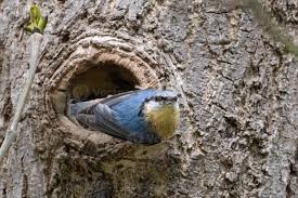 Attēlu rezultāti vaicājumam “Sitta europaea nest”