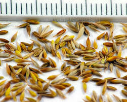 Attēlu rezultāti vaicājumam “Cynosurus cristatus”