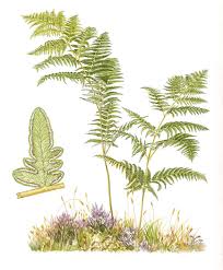 Attēlu rezultāti vaicājumam “Pteridium aquilinum”