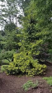 Attēlu rezultāti vaicājumam “Picea orientalis”