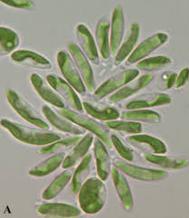 Attēlu rezultāti vaicājumam “Chlorophyta”