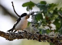 Attēlu rezultāti vaicājumam “Ficedula hypoleuca male”