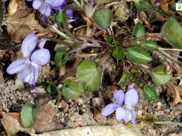 Attēlu rezultāti vaicājumam “Viola rupestris leaf”
