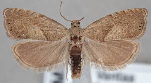 Attēlu rezultāti vaicājumam “Dichrorampha simpliciana”