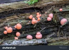 Attēlu rezultāti vaicājumam “Lycogala melleum young”