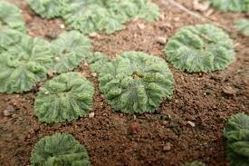 Attēlu rezultāti vaicājumam “Riccia cavernosa”