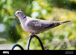 Attēlu rezultāti vaicājumam “Streptopelia decaocto adult”