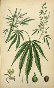 Attēlu rezultāti vaicājumam “Cannabaceae”