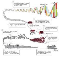 Image result for genome sizes
