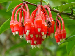 Attēlu rezultāti vaicājumam “Ericaceae”