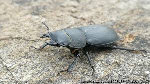 Attēlu rezultāti vaicājumam “Dorcus parallelopipedus”