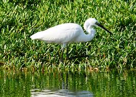 Attēlu rezultāti vaicājumam “Egretta garzetta”