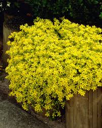 Image result for Sedum acre