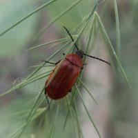 Attēlu rezultāti vaicājumam “Pseudocistela ceramboides”