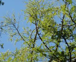 Attēlu rezultāti vaicājumam “Larix decidua var. polonica”