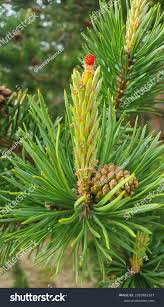 Attēlu rezultāti vaicājumam “Pinus sylvestris female flower”