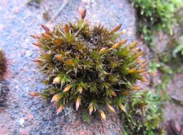 Attēlu rezultāti vaicājumam “Orthotrichum anomalum”