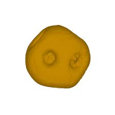 Attēlu rezultāti vaicājumam “Thalictrum flavum fruit”