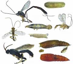 Attēlu rezultāti vaicājumam “Ichneumonidae cocoon”