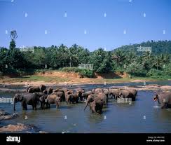 Image result for pinawella