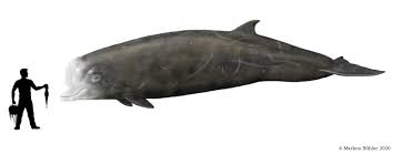 Image result for Hyperoodon ampullatus