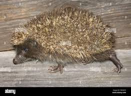 Attēlu rezultāti vaicājumam “Erinaceus roumanicus”