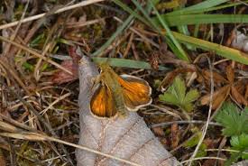 Attēlu rezultāti vaicājumam “Hesperia comma male”