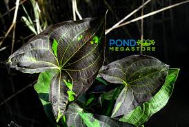 Attēlu rezultāti vaicājumam “Arcyria helvetica stalked”