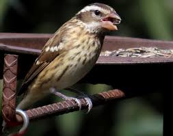 Image result for Pheucticus ludovicianus