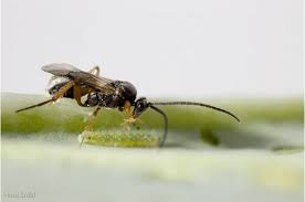 Attēlu rezultāti vaicājumam “Catoptria fulgidella”