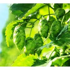 Attēlu rezultāti vaicājumam “Humulus lupulus”