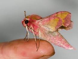 Attēlu rezultāti vaicājumam “Deilephila porcellus”