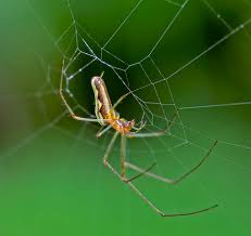 Attēlu rezultāti vaicājumam “Tetragnatha extensa”